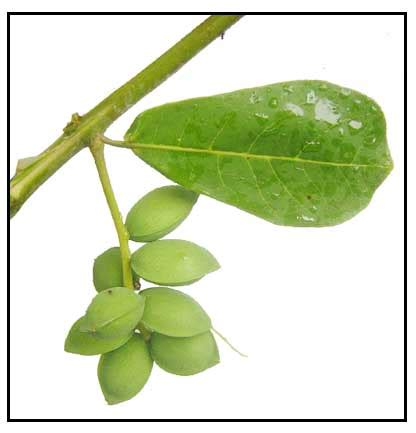talisay resin|Production and Utilization of Talisay (Terminalia Catappa) Leaves .